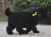 Превью фото № 137880