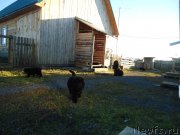 Превью фото № 137892