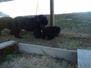 Превью фото № 137893