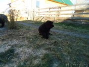 Превью фото № 137895