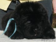 Превью фото № 137930