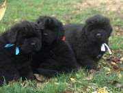 Превью фото № 137939