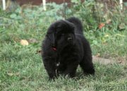 Превью фото № 137942