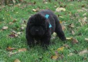 Превью фото № 137947