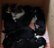 Превью фото № 137979