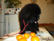 Превью фото № 137984