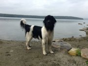 Превью фото № 137991