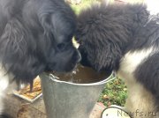 Превью фото № 137992