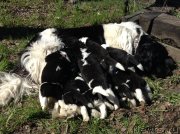 Превью фото № 138006