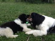 Превью фото № 138008