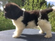 Превью фото № 138010