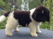 Превью фото № 138011