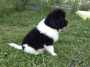 Превью фото № 138012