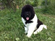 Превью фото № 138014