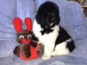 Превью фото № 138015