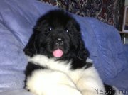 Превью фото № 138016