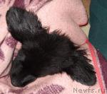 Превью фото № 13805