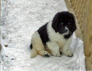 Превью фото № 138064