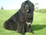 Превью фото № 138085