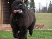 Превью фото № 138106