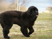 Превью фото № 138115