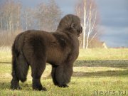 Превью фото № 138117