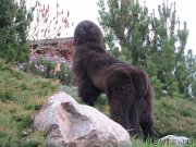 Превью фото № 138120