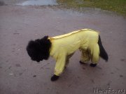 Превью фото № 138160