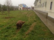 Превью фото № 138161