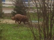 Превью фото № 138162