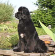 Превью фото № 138313