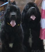 Превью фото № 138317