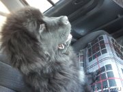 Превью фото № 138325