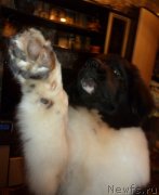 Превью фото № 138331