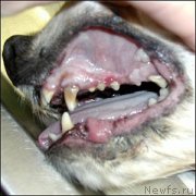 Превью фото № 138333