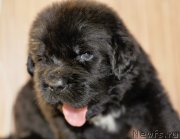 Превью фото № 138357