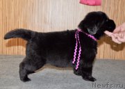 Превью фото № 138360