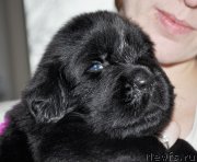 Превью фото № 138361