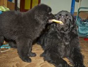 Превью фото № 138374