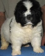 Превью фото № 138391