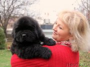 Превью фото № 138401