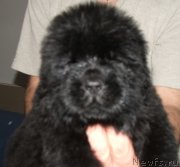 Превью фото № 138413