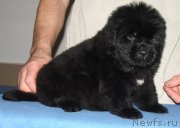 Превью фото № 138415