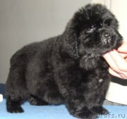 Превью фото № 138417