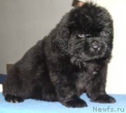 Превью фото № 138418