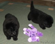 Превью фото № 138420