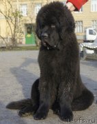 Превью фото № 138430