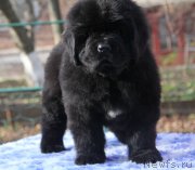 Превью фото № 138459