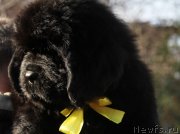 Превью фото № 138471