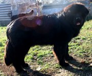 Превью фото № 138493